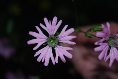 Silene flos-cuculi (=Lychnis flos-cuculi)